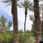 Snapchat from Coachella