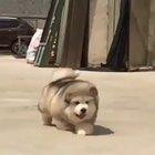 Running at the Speed of Floof