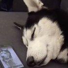 This howling Husky