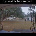 Le walter has arrived