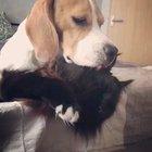 Love you, Cat 🐶❤️🐱