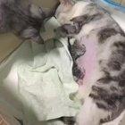 Father cat just coming to check on mama and the babies.