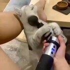 iNnOCENT caT GeTs SHaKen to DEath