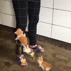 Milk a does the body good