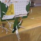 These little guys would just rip up your calendar to make themselves look pretty.