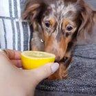 DoG GoEs CiLinIcAlLy InSaNe aFtEr HuMaN fEeDs iT a YeLlOw DeMoN fRuIt