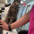 This is Smokey, our hospital cat. He will NOT stop until he gets his morning scratchies.