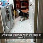 I put my husky’s tennis balls in the dryer to dry my down jacket and this was her reaction