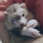 An otter in disguise???