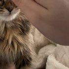 if you give a kitten a finger