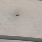 Ducks on the ceiling