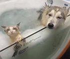 Doggy and kitty spa