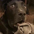 his reaction is priceless dead