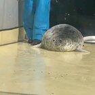 big boi comes out to play