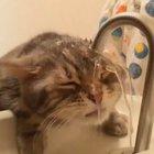 Honey I&rsquo;m worried about Whiskers. He may have a drinking problem