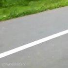 Being chased by a tiger on a motorcycle