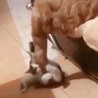 Cat learns the meaning of instant karma