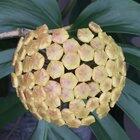 Timelapse of these flowers growing