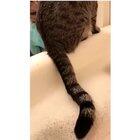 So that’s why cats don’t like water..