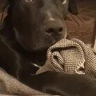 My reaction every rewatch when Isildur doesn’t cast the ring into the fire