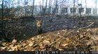 Baby fox party. Put a trail cam on a fox den this weekend.