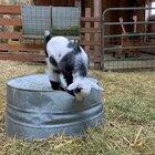 Baby goat learns to be courageous