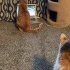 Watch closely. When the birds fly out of the view of the camera, my cat thinks they are flying outside the real window.