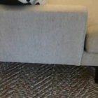 Monster under the couch