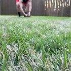 Mini dachshund, incoming!