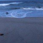 Grey seal pup climbing up the outer beaches