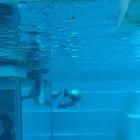 Chonky seal torpedo approaching