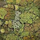 Trees swaying to the winds of change