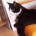 Just wanna debut this Video of this cat hitting herself with her tail
