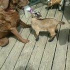 Good boy feeding his little brother