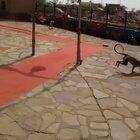 Pavanputra hanuman ki Jai 🚩