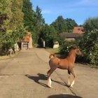 Little Arabian Horse, Prancing Around