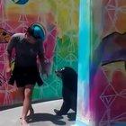 Seal pranking his trainer