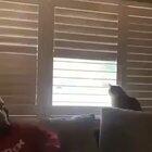 Cat doing cat things