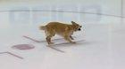 retriever plays fetch on ice before NHL game