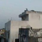 Just a monkey flying a kite