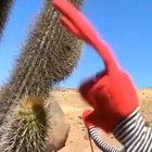 a man and his cactus