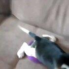 Beagle pup quickly wakes up for food.