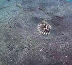 🔥 Octopuses can fit through the smallest of holes