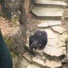 It's all fun and games till a chimp throws shit at your grandma (Imgur Lifonaut)