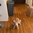 I feel like my 10yo boi can ONLY microbork, but in his head he’s as loud as a wolf anyway