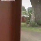 whatever this thing is