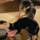 How to keep your husky busy