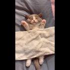 I added drums to the drum solo cat.