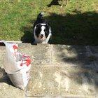 My dogs use team work to play fetch