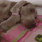 It's warm under mom's ear.